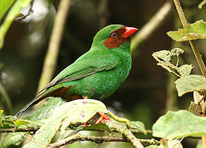 Chlorornis Tasega