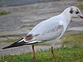 Chroicocephalus ridibundus Gaviota reidora