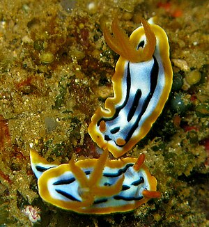 Chromodoris strigata.jpg