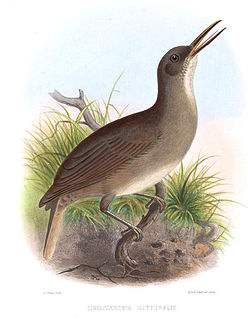 <span class="mw-page-title-main">Grey trembler</span> Species of bird