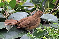 State Bird of Costa Rica