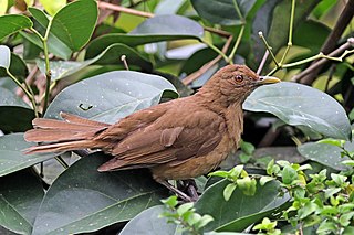 <span class="mw-page-title-main">Clay-colored thrush</span> Species of bird