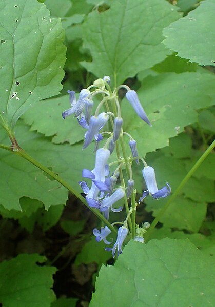 File:Clematis heracleifolia kz3.jpg