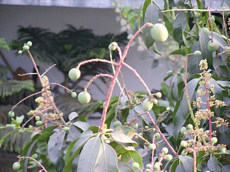 Tập_tin:Close_up_of_immature_mango_fruit.jpg