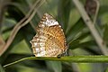 * Nomination Close wing Basking of Elymnias hypermnestra (Linnaeus, 1763) - Common Palmfly (Female) . By User:Sandipoutsider --MaheshBaruahwildlife 07:41, 22 May 2023 (UTC) * Decline  Oppose The picture is very noisy, sorry --FlocciNivis 11:45, 28 May 2023 (UTC)