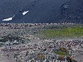 Closeup Gentoo penguin colony Admiralty Bay King George Island Coral Princess Antarctica.jpg