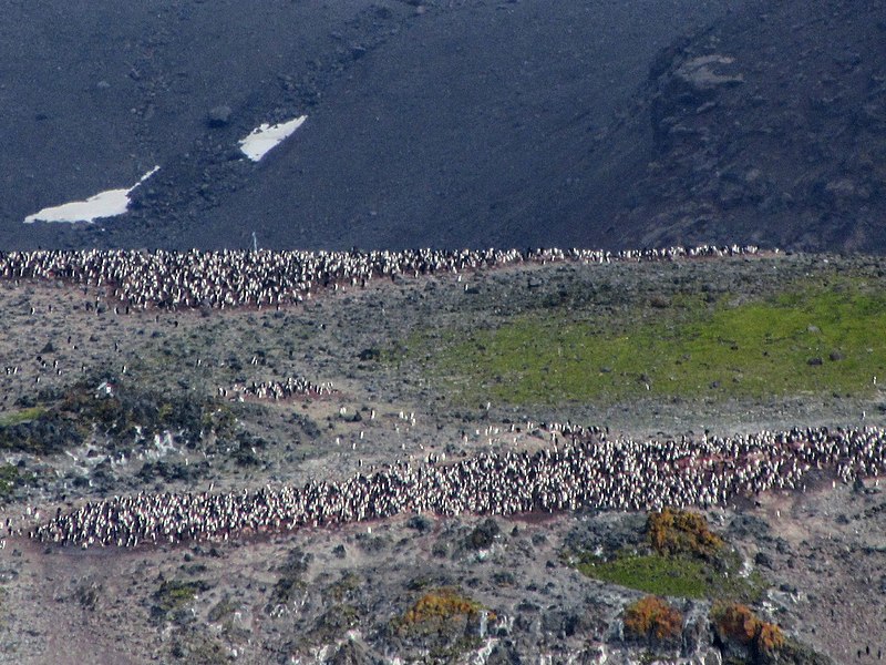 File:Closeup Gentoo penguin colony Admiralty Bay King George Island Coral Princess Antarctica.jpg