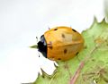 11/14 English: A young Coccinella septempunctata. Its black spots only just start to appear on its elytrons. Français : Un jeune spéciment de Coccinella septempunctata. Ses points noirs commencent juste à apparaître sur ses élytres.