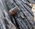 Thumbnail for Snail slime