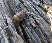 A crawling individual of the small land snail Cochlicella barbara leaving a slime trail behind it. Cochlicella barbara 11-10-2011.jpg