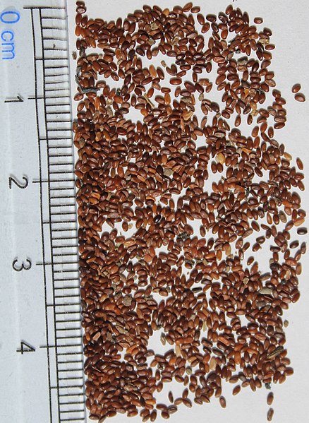 File:Codonopsis pilosula seeds, by Omar Hoftun.jpg