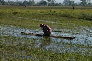 Kolektante akvoplantojn en lago en Myanmar.jpg