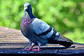 Kaljutuvi (Columba livia)