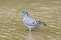 Columba oenas Ouse Valley Sussex.jpg