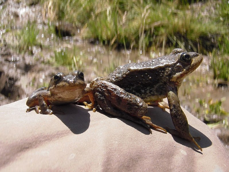 File:Columbia Spotted Frogs (21399548984).jpg