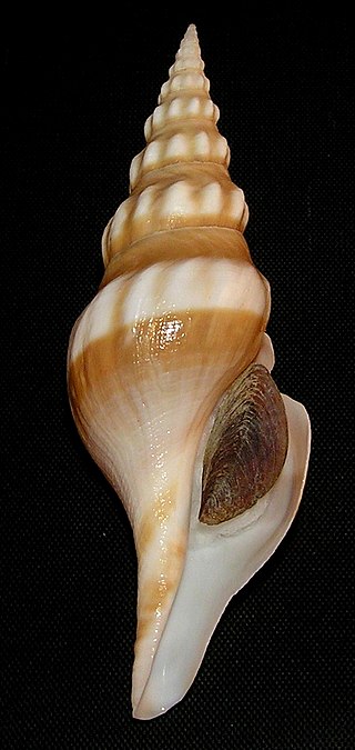 <i>Comitas kaderlyi</i> Species of gastropod