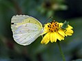 Papilio de dia Eurema hecabe de India
