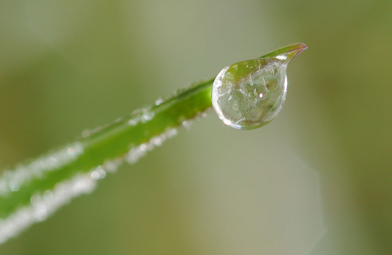 File:ComputerHotline - Iced Dew droplet (by) (1).jpg