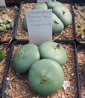 <i>Conophytum flavum</i> Species of succulent