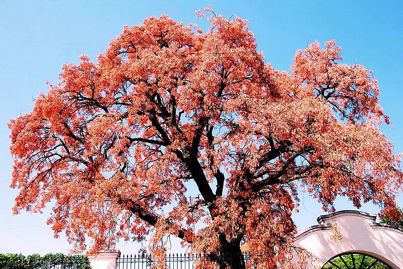 File:Copa de Erythrina dominguezii (2)- Goya - Argentina - Foto de Alberto Ferrari.jpg