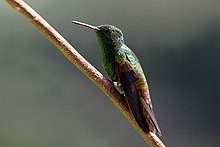 Mis rumbed hummingbird (Amazilia tobaci tobaci) To.jpg