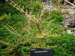 <i>Coprosma parviflora</i> Species of plant