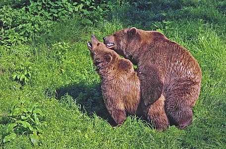 Copulating pair of brown bears