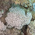 * Nomination Pulse coral (Xenia umbellata), Ras Muhammad National Park, Egypt --Poco a poco 15:42, 25 July 2022 (UTC) * Promotion  Support Good quality. --George Chernilevsky 16:08, 25 July 2022 (UTC)