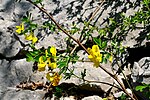 Coronilla coronata ENBLA01. jpg