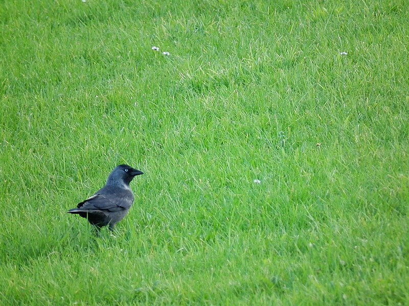 File:Corvus monedula am Deich.JPG