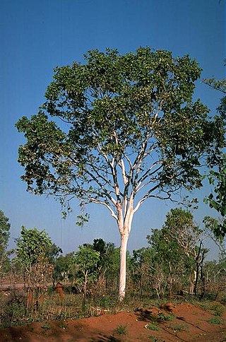 <i>Corymbia grandifolia</i> Species of plant