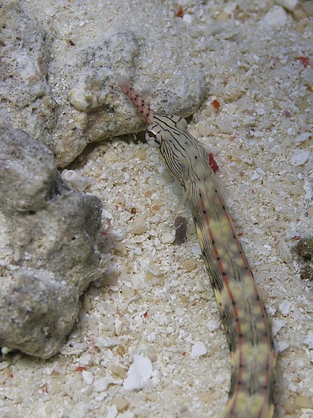 File:Corythoichthys intestinalis, Sorong.jpg