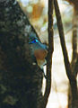 Ankarana NP, Madagascar