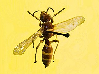 <i>Gorytes quinquecinctus</i> Species of wasp