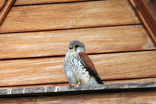 <span class="mw-page-title-main">Indian Ocean kestrels</span> Group of birds