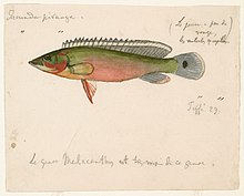 A 19th century watercolor painting of a pike cichlid from Brazil by Jacques Burkhardt. Crenicichla lugubris (Teffe, Brazil) MH-MCZArtwork ARC 209-350.jpg