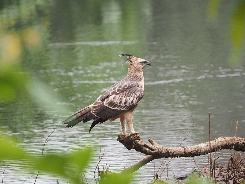 File:Crested Hawk Eagle 0017 11.jpg