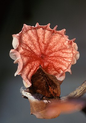 Cogumelo de Moniliophtora perniciosa