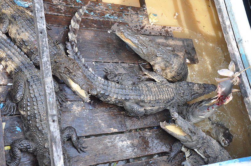 File:Crocodriles being fed live fish - Tonlé Sap Floating Village (6202553430).jpg