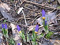 Crocus sieberi subsp. sublimis 'Tricolor'