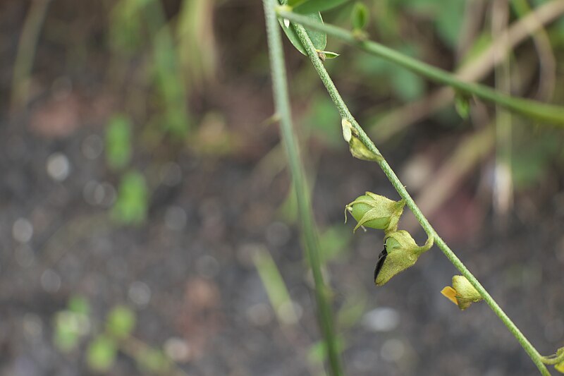 File:Crotalaria ¿ species ? (50495521393).jpg