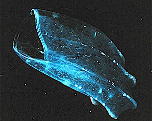 The beroid ctenophore, mouth gaping, preys on other ctenophores. Ctenophore2.jpg