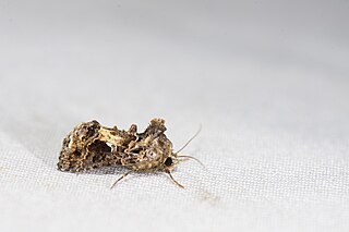 <i>Ctenoplusia furcifera</i> Species of moth