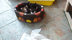 Category:4 kittens - Wikimedia Commons