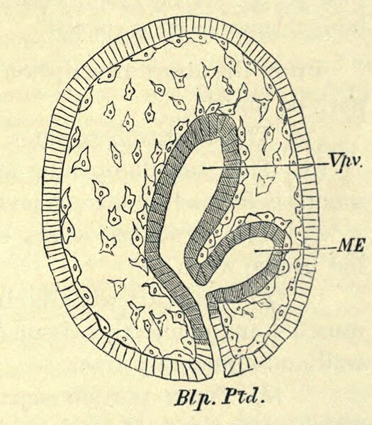 File:Cucumaria doliolum embryo at the end of the fourth day.jpg
