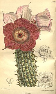 <i>Hoodia currorii</i> Species of plant