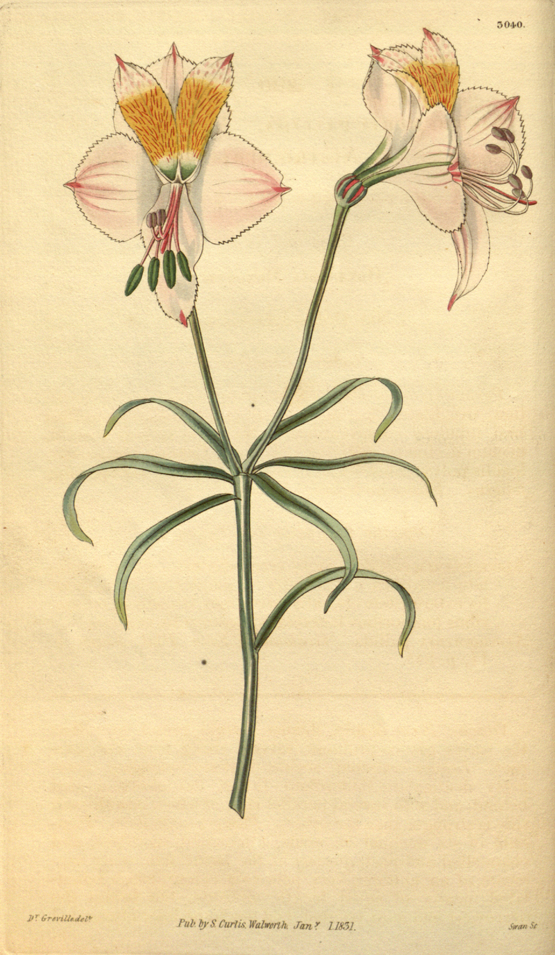 Alstroemeria pallida - Wikispecies