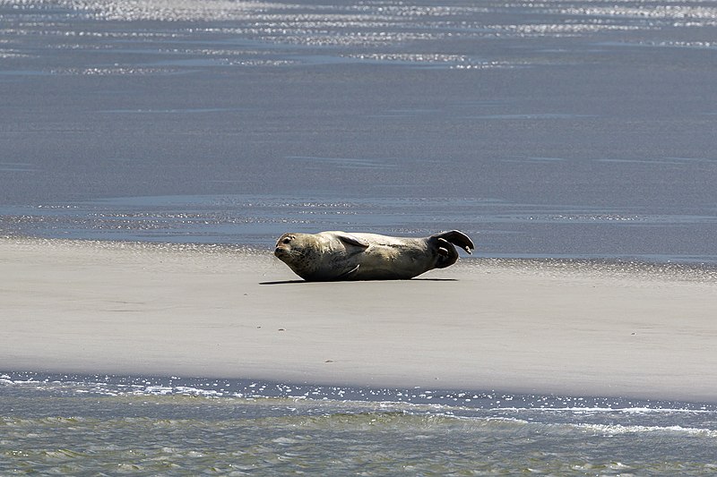 File:Cuxhaven 07-2016 photo30 Outer Elbe.jpg