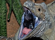 Cyclura cornuta qtl2.jpg