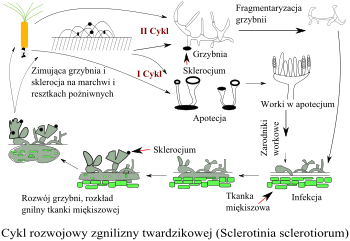 Cykl rozwojowy zgnilizny twardzikowej (Sclerotinia sclerotiorum).svg